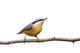 Red-breasted Nuthatch Perched Branch