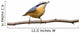 Red-breasted Nuthatch Perched Branch