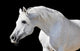 White Horse Black Wall Decal