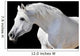 White Horse Black Wall Decal