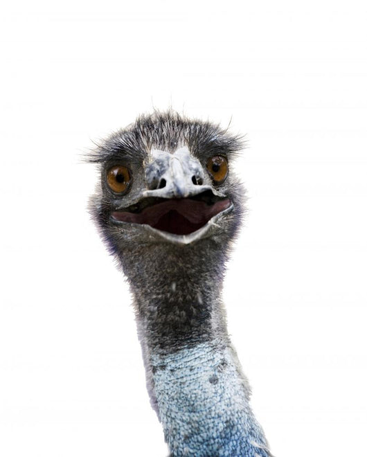 Emu Wall Mural