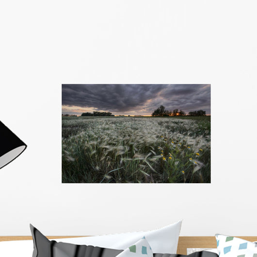 A Summer Sunrise With Storm Clouds Over A Field Of Foxtails On A Farm Wall Mural