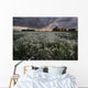 A Summer Sunrise With Storm Clouds Over A Field Of Foxtails On A Farm Wall Mural