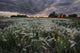 A Summer Sunrise With Storm Clouds Over A Field Of Foxtails On A Farm Wall Mural