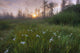 Prairie Wildflowers Wall Mural