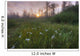 Prairie Wildflowers Wall Mural