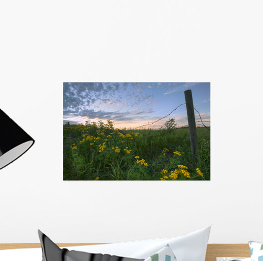 A Summer Evening Sky With Yellow Tansy Flowers And Barbed Wire Fence Wall Mural
