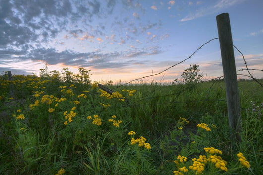 A Summer Evening Sky With Yellow Tansy Flowers And Barbed Wire Fence Wall Mural