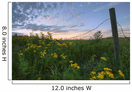 A Summer Evening Sky With Yellow Tansy Flowers And Barbed Wire Fence Wall Mural