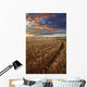 Sunrise Over A Barley Field On A Farm In Central Alberta Wall Mural