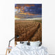 Sunrise Over A Barley Field On A Farm In Central Alberta Wall Mural