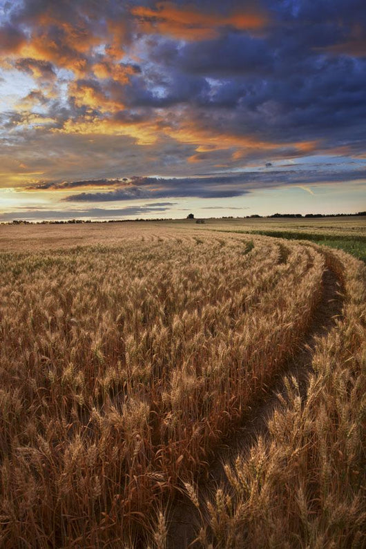 Sunrise Over A Barley Field On A Farm In Central Alberta Wall Mural