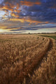 Sunrise Over A Barley Field On A Farm In Central Alberta Wall Mural
