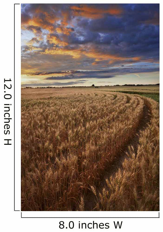 Sunrise Over A Barley Field On A Farm In Central Alberta Wall Mural