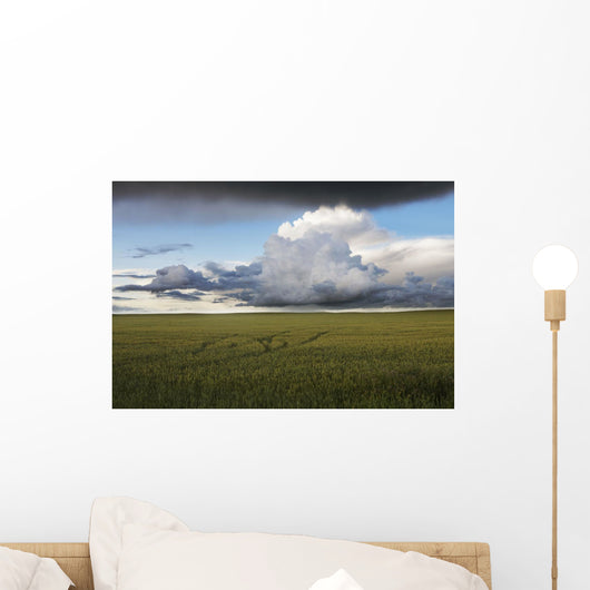 Storm Clouds Over A Grain Field During The Summer In Central Alberta Wall Mural