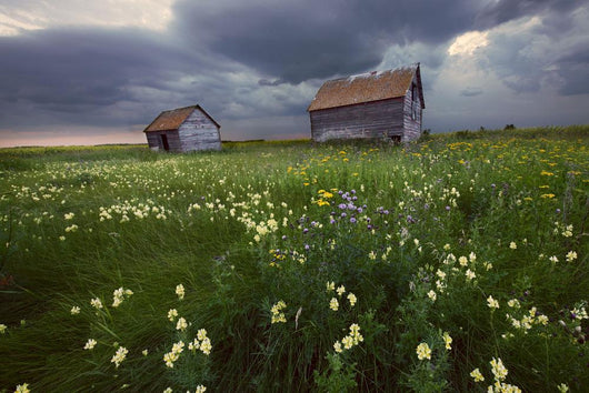 Two Old Granaries With Prairie Wildflowers Under Storm Clouds Wall Mural
