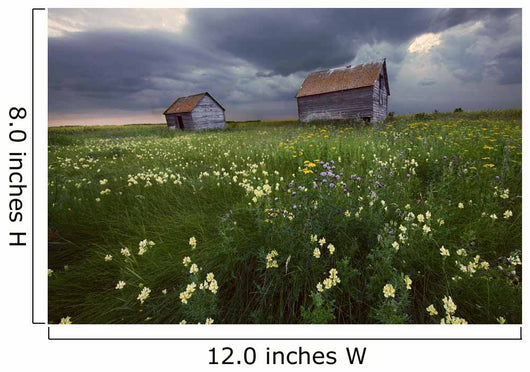 Two Old Granaries With Prairie Wildflowers Under Storm Clouds Wall Mural