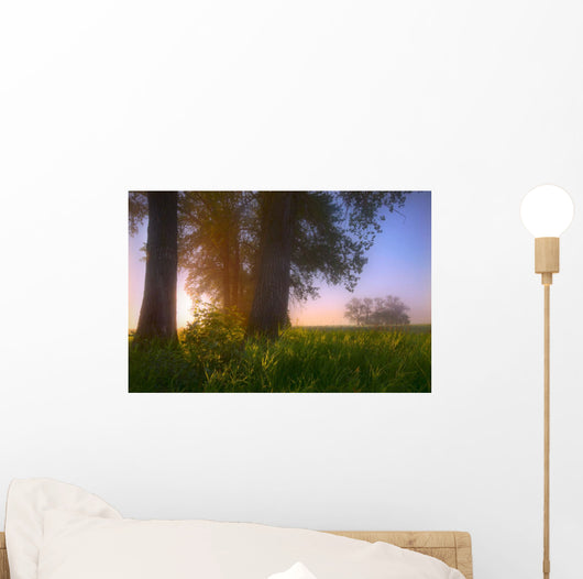 Sunrise Streaming Through Foggy Trees On A Farm During The Summer Wall Mural
