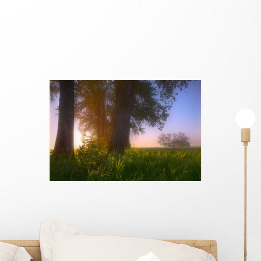 Sunrise Streaming Through Foggy Trees On A Farm During The Summer Wall Mural