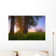 Sunrise Streaming Through Foggy Trees On A Farm During The Summer Wall Mural