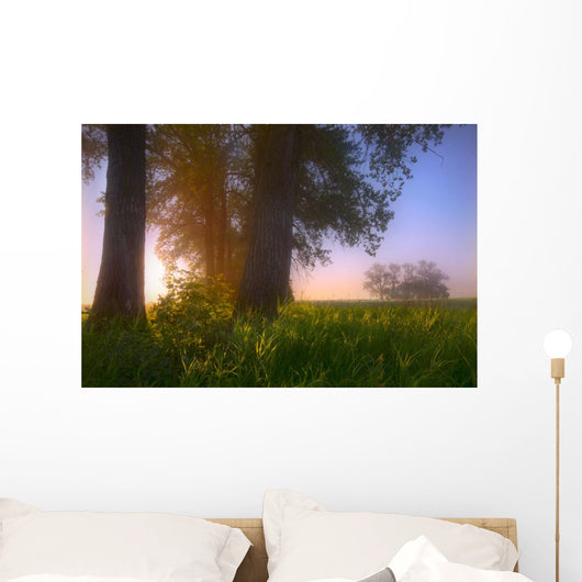 Sunrise Streaming Through Foggy Trees On A Farm During The Summer Wall Mural