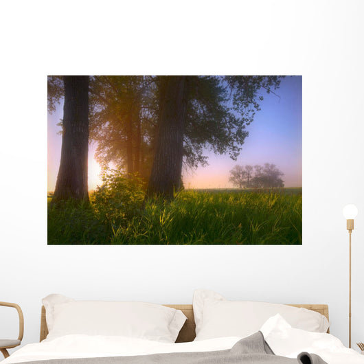 Sunrise Streaming Through Foggy Trees On A Farm During The Summer Wall Mural