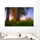 Sunrise Streaming Through Foggy Trees On A Farm During The Summer Wall Mural