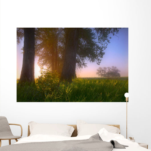 Sunrise Streaming Through Foggy Trees On A Farm During The Summer Wall Mural