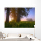 Sunrise Streaming Through Foggy Trees On A Farm During The Summer Wall Mural