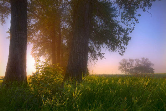 Sunrise Streaming Through Foggy Trees On A Farm During The Summer Wall Mural