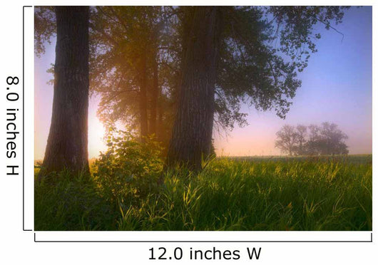 Sunrise Streaming Through Foggy Trees On A Farm During The Summer Wall Mural