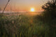Sunrise On A Dew-Covered Cattle Pasture With Spider Web Wall Mural