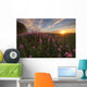 Prairie Wildflowers During Sunset In Central Alberta Wall Mural