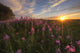 Prairie Wildflowers During Sunset In Central Alberta Wall Mural