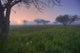 Wildflowers On A Foggy Pasture In Central Alberta Wall Mural