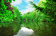 Trees around Lake