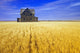 Abandoned Farmhouse In Wind-Blown Durum Wheat Field Wall Mural