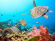 Butterflyfishes and Turtle Wall Mural