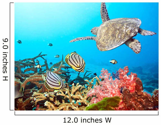 Butterflyfishes and Turtle Wall Mural