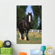 Cheval De Trait Shire Wall Mural