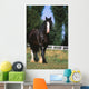 Cheval De Trait Shire Wall Mural