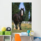 Cheval De Trait Shire Wall Mural