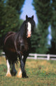 Cheval De Trait Shire Wall Mural