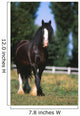 Cheval De Trait Shire Wall Mural