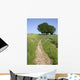 Road with Trees 1 Wall Decal