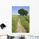 Road with Trees 1 Wall Decal