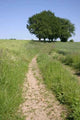 Road with Trees 1 Wall Decal