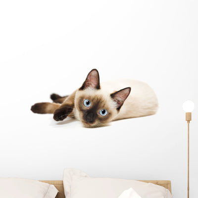 Siamese Cat shown on a wall