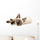 Siamese Cat