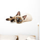 Siamese Cat